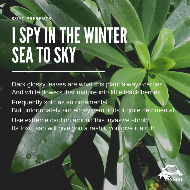 I Spy in the Winter Sea to Sky!