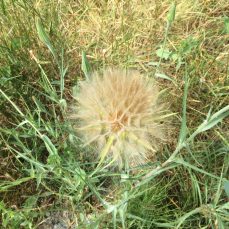 Yellow Salsify flower in seed