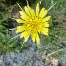 Yellow Salsify in flower