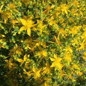 Common St. John's Wort in flower Common St. John's Wort in flower