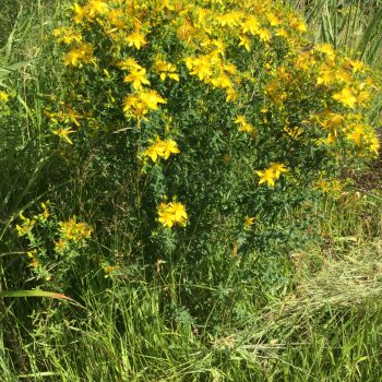 Common St. John's Wort whole plant