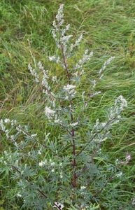 Common Wormwood (Artemisia vulgaris) in flower