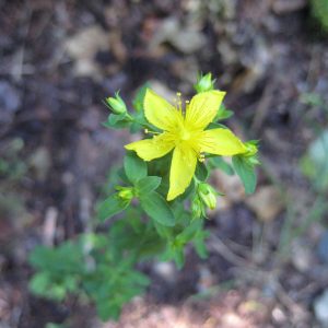 St. John's Wort flower close up St. John's wort flower close up