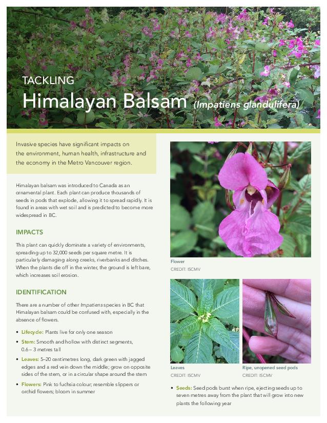 HimalayanBalsamFactSheet-December2020-page-001