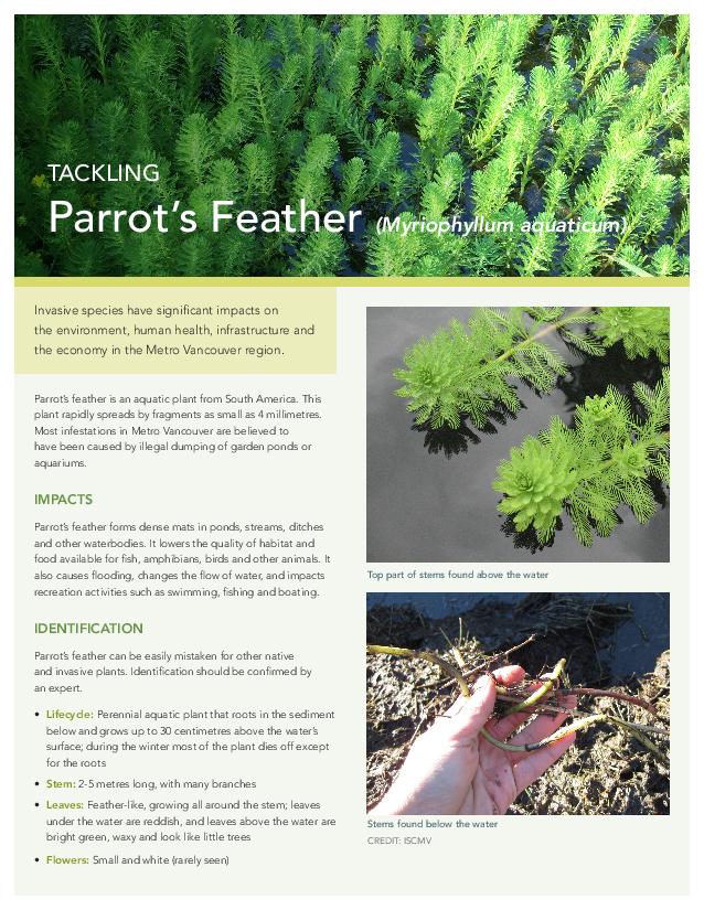 ParrotsFeatherFactSheet-December2020-page-001