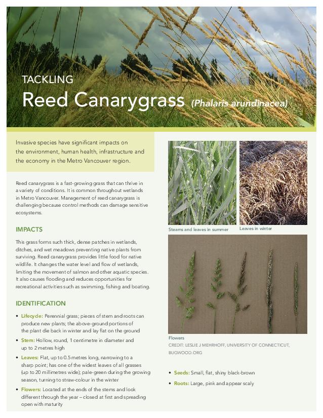 ReedCanarygrassFactSheet-December2020-page-001