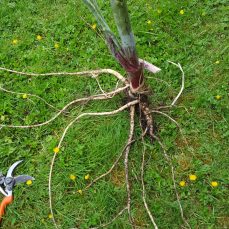 Poison Hemlock roots