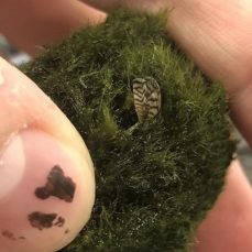 Moss ball with Zebra Mussels (Credit: WDFW)