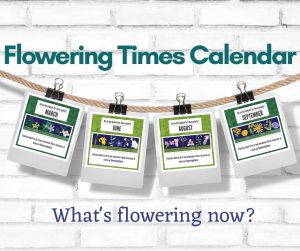 Flowering Times Calendar - image for website
