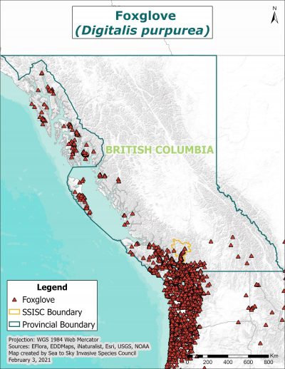 Foxglove distribution in BC and the Pacific Northwest, 2021