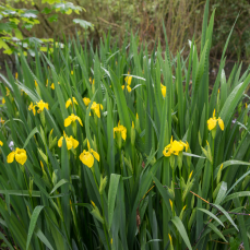 Yellow Flag Iris stand