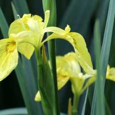 Close-up Yellow Flag Iris