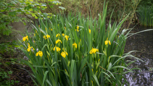 Yellow Flag Iris stand