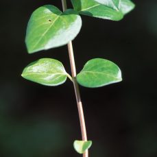 Large Periwinkle stem and leaves (James H. Miller, USDA Forest Service, Bugwood.org)