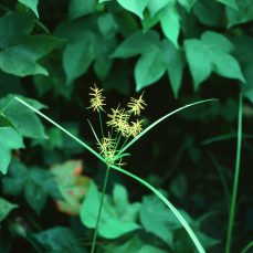 Yellow Nutsedge (Cyperus esculents), Credit: C. Bryson, USDA Agricultural Research Service, Bugwood.org