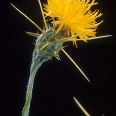 Yellow Starthistle (Centaurea solstitialis), Credit: P. Greb, USDA Agricultural Research Service, Bugwood.org