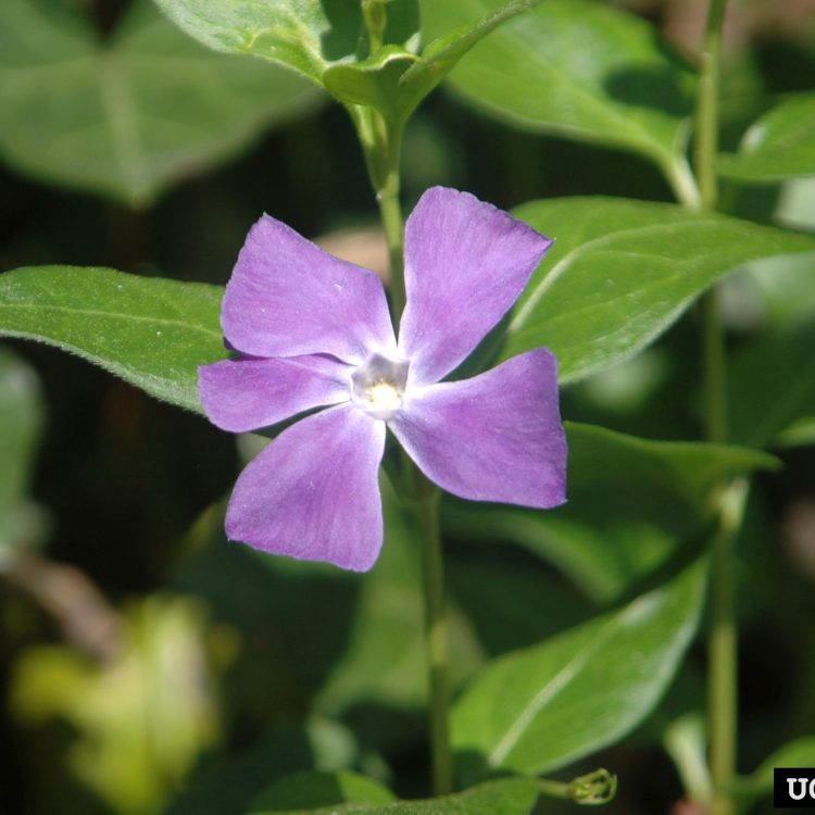 Large Periwinkle flower (Image: Chris Evans, Illinois Wildlife Action Plan, Bugwood.org)