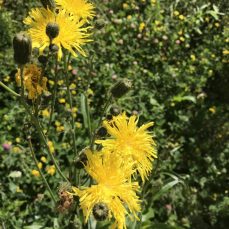 perennial sow thistle flowers, stems