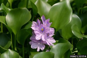 Water Hyacinth, Credit: Wilfredo Robles, Mississippi State University, Bugwood.org