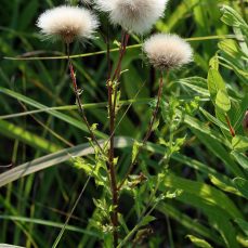 perennial sow thistle flowers in seed