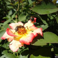 Japanese Beetle on flower (credit: Whitney Cranshaw, Colorado State University, Bugwood.org)