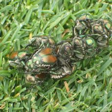 Japanese Beetle in grass (credit: Whitney Cranshaw, Colorado State University, Bugwood.org)