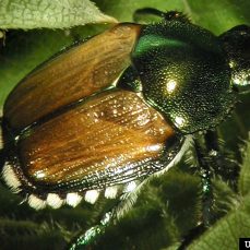 Japanese Beetle Close-up (credit: David Cappaert, Bugwood.org)