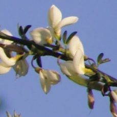 white spanish broom flower and stem close-up