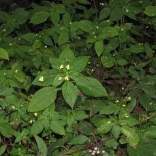Smallflower Touch-Me-Not (Impatiens parviflora) flowering infestation (Credit: B. Brett)
