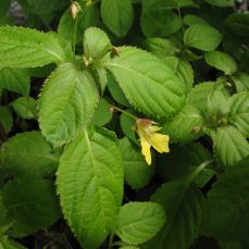 Smallflower Touch-Me-Not (Impatiens parviflora) foliage and flower (Credit: B. Brett)