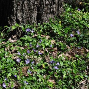 Small Periwinkle (Photo credit: B. Brett) Photo credit: B. Brett