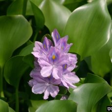 Water Hyacinth, Credit: W. Robles, Mississippi State University, Bugwood.org