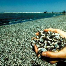 Invasive mussels on shoreline (Photo by US Environmental Protection Agency - Great Lakes National Program Office , USEPA, Bugwood.org)