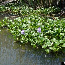 Water Hyacinth, Credit: S. Winterton, Aquarium and Pond Plants of the World, Bugwood.org