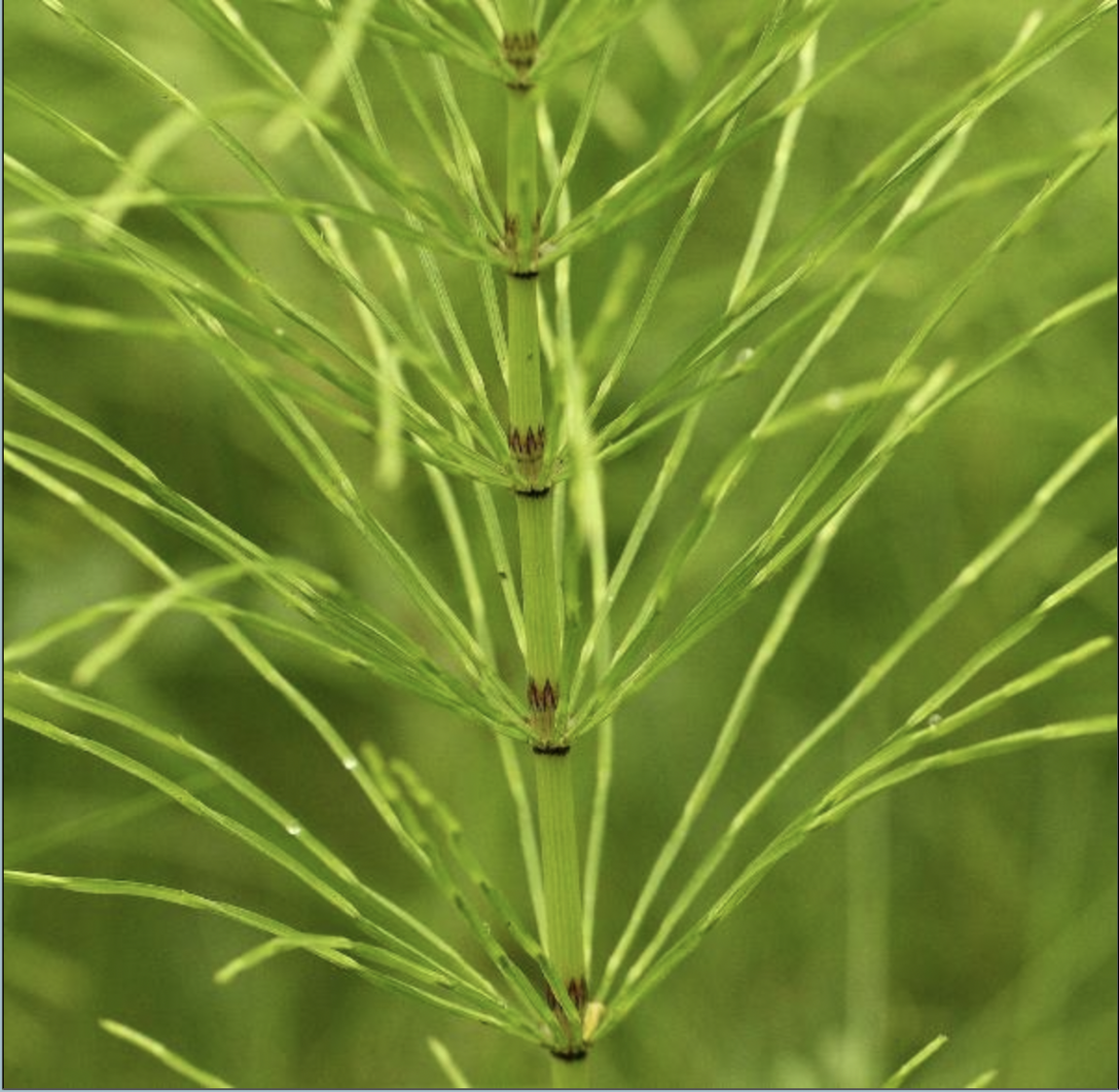 The Ancient (Native) Horsetail Sometimes Always