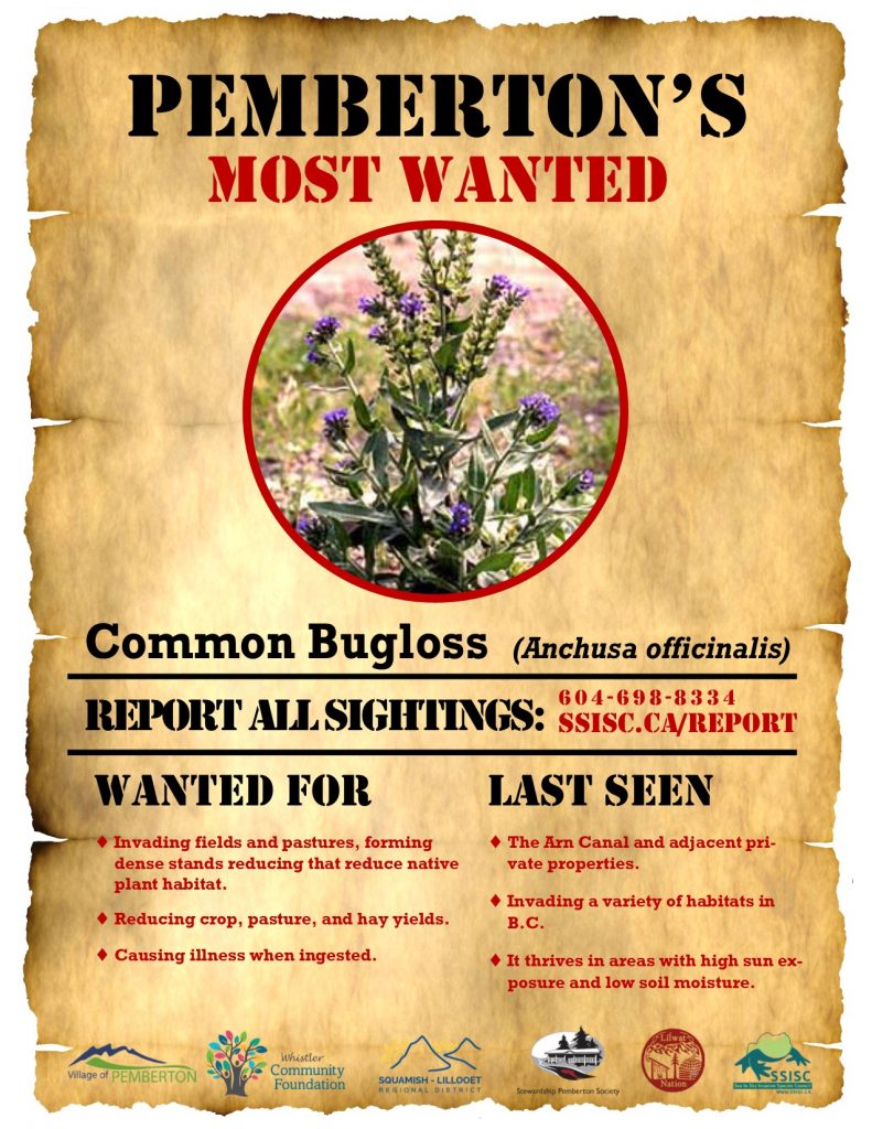 Pemberton's Most Wanted-Common Bugloss p. 1