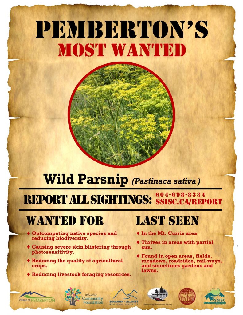 Pemberton's Most Wanted-Wild Parsnip