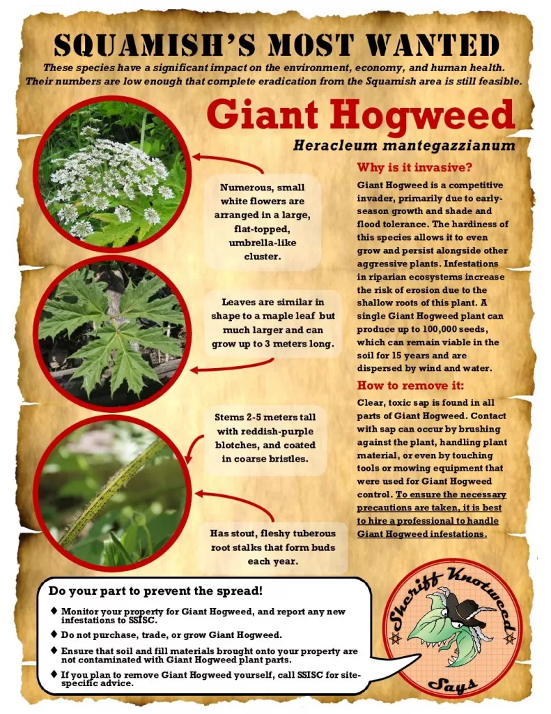 Squamishs-Most-Wanted-Individual-Giant-Hogweed