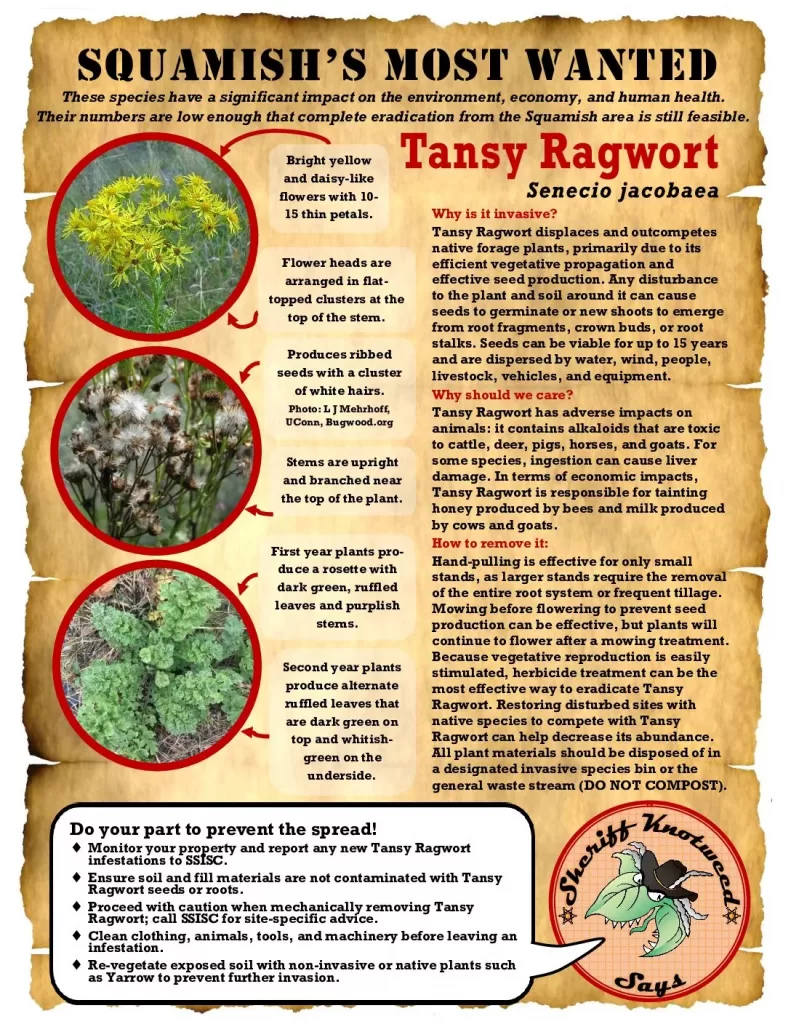 Squamishs-Most-Wanted-Individual-Tansy-Ragwort