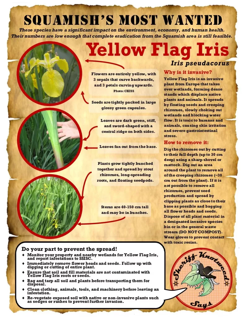 Squamishs-Most-Wanted-Individual-Yellow-Flag
