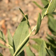 Perennial Pepperweed Stem and Leaves (M. Harte)