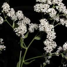 Perennial Pepperweed Flowers and Stems (L.J. Mehrhoff)