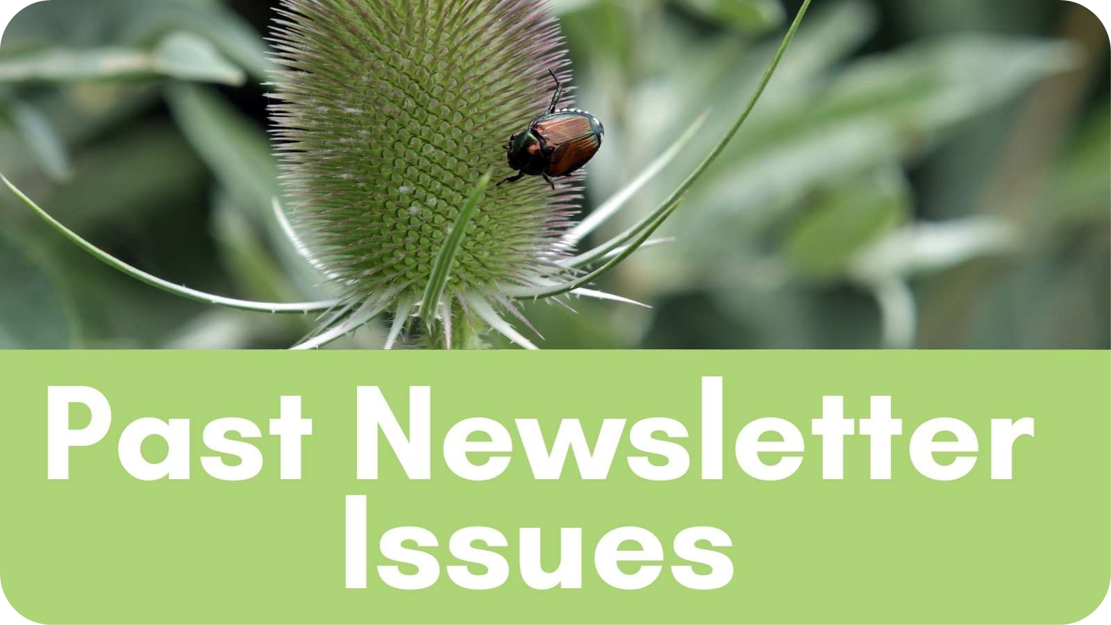 Past-Newsletter-Issues