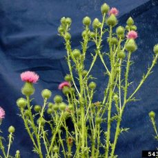 Close-up of Bull Thistle stems and flowers on a blue background (Photo credit: Bruce Ackley, The Ohio State University, Bugwood.org)