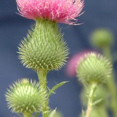 Close up of Bull Thistle flowers (Photo credit: Bruce Ackley, The Ohio State University, Bugwood.org)