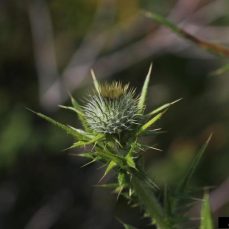 Close-up image of a Bull Thistle flower bud and its sharp bracts (Photo credit: Rob Routledge, Sault College, Bugwood.org)