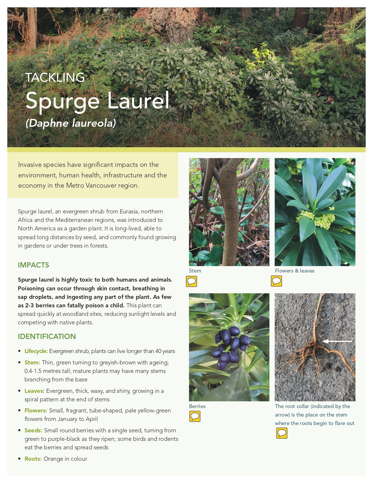 Spurge-Laurel-Residents-Factsheet-cover