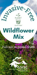 Wildflower Mix