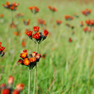Orange Hawkweed (3)