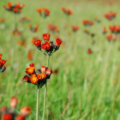 Orange Hawkweed (3)